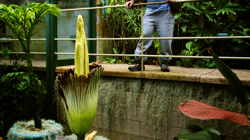 The Amorphophallus Titanum (also known as the penis flower or corpse flower) in bloom